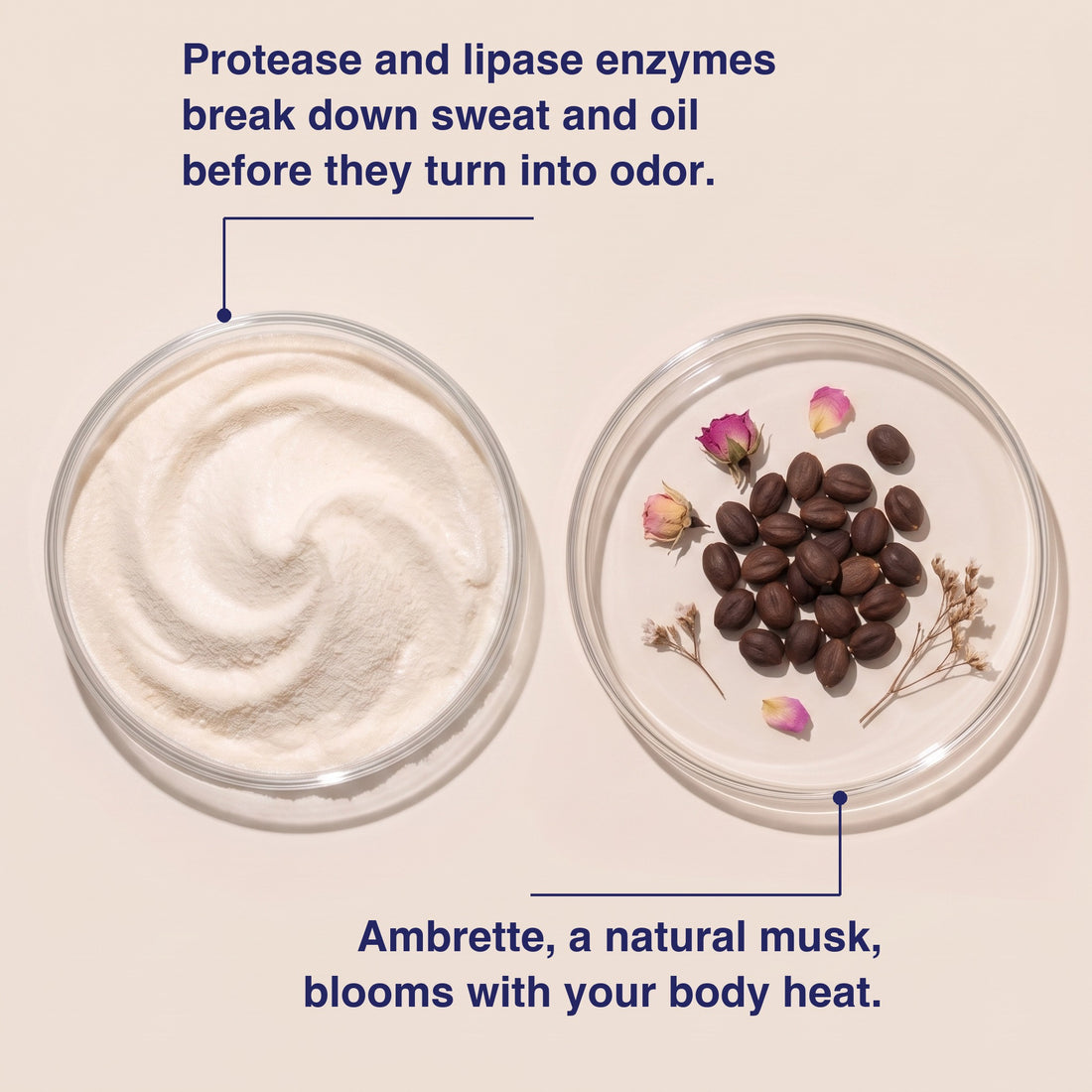 Protease and lipase enzymes and ambrette seeds in petri dishes: enzymes break down sweat and oil before they turn into odor, ambrette blooms with body heat