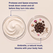 Protease and lipase enzymes and ambrette seeds in petri dishes: enzymes break down sweat and oil before they turn into odor, ambrette blooms with body heat